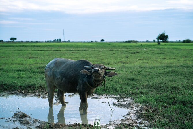 Quad Bike Ride Explore Local Villages - A short ATV escape from Siem Reap