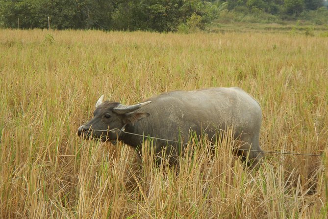 Rice Fields & Rural Villages Tour - Looking for water birds near Tonle Sap Lake