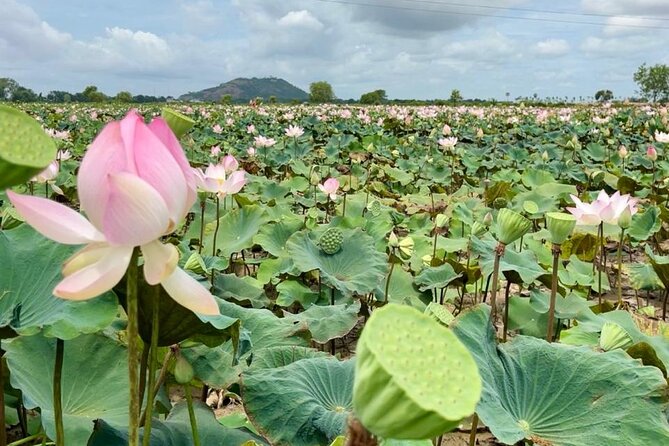 Rural Countryside Experience Tour in Siem Reap - Mushroom farming, where food begins