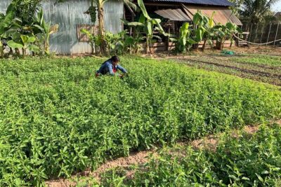 Rural Countryside Experience Tour in Siem Reap