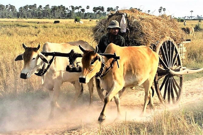 Rural Village with Ox Cart Journey & Monk Blessing - Should You Book the Ox Cart and Monk Blessing Tour?