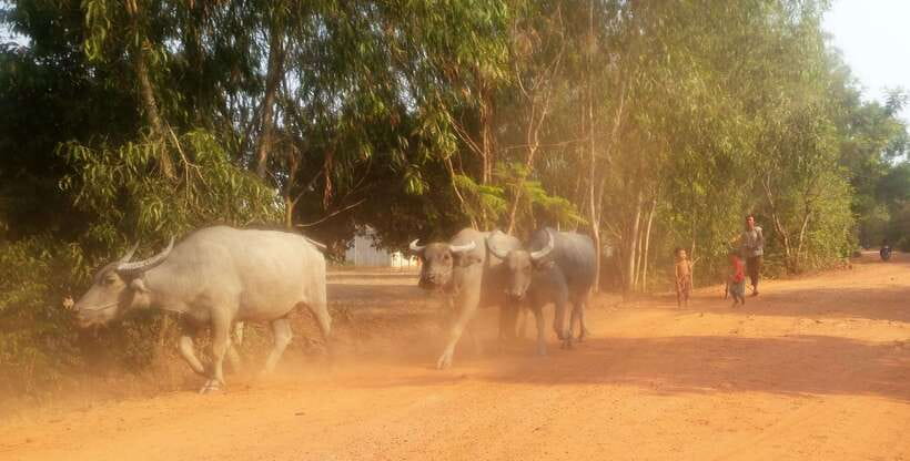 Siem Reap: 3-Hour Ancient Trails Motorbike Tour - What the guide adds to the experience