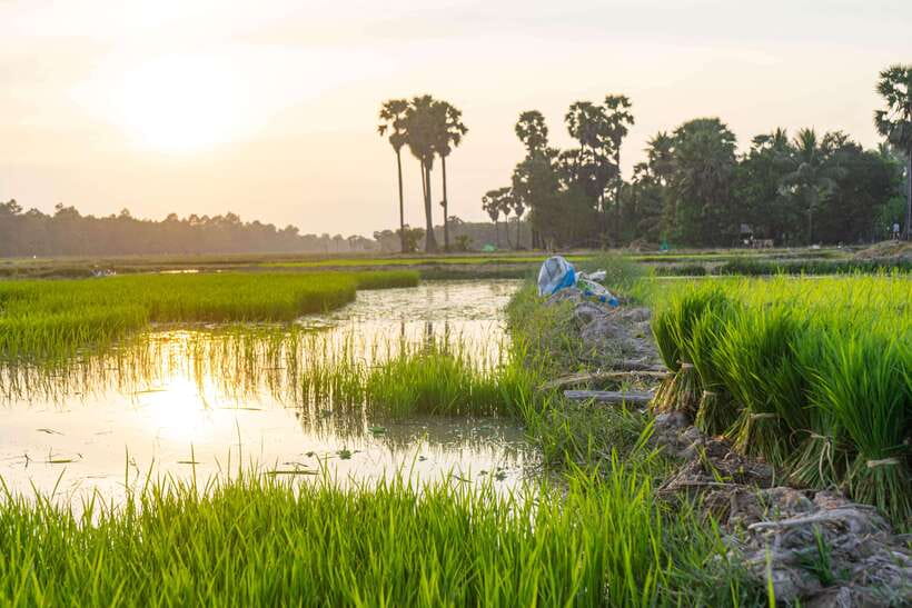 Siem Reap: Afternoon Cooking Class & Village Tour - Booking, Cancellation, and What to Bring