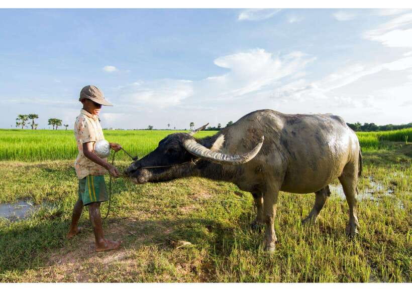 Siem Reap: Afternoon Cooking Class & Village Tour - Seeing Village Life Beyond the City