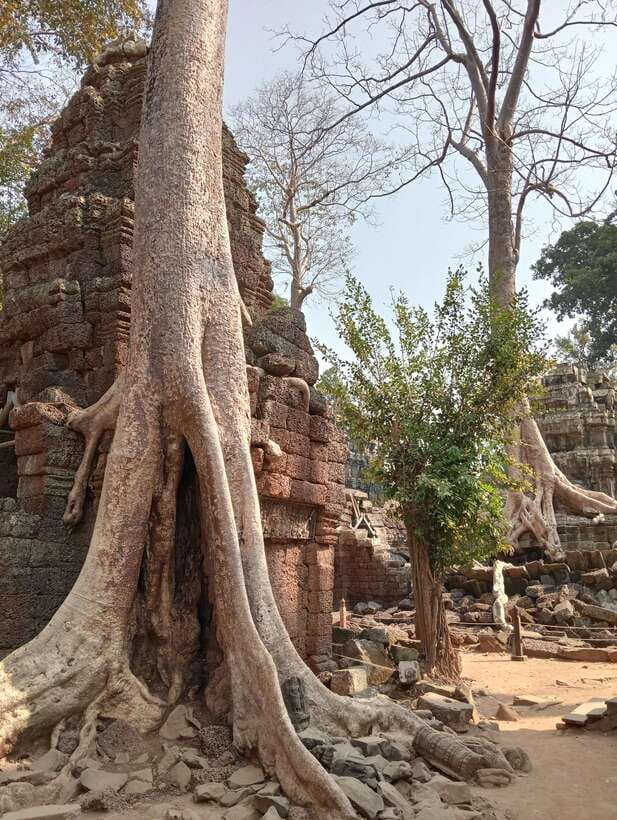 Siem Reap: Angkor Full-Day Group Tour with Japanese Guide - Starting at Ta Prohm among the tree roots