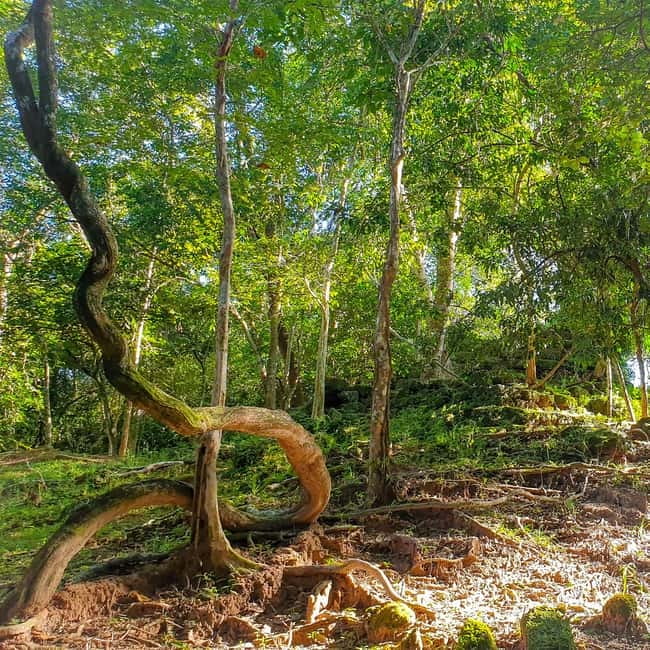 Siem Reap: Angkor Temples Off the beaten track Photo Trip - Walking under the forest canopy
