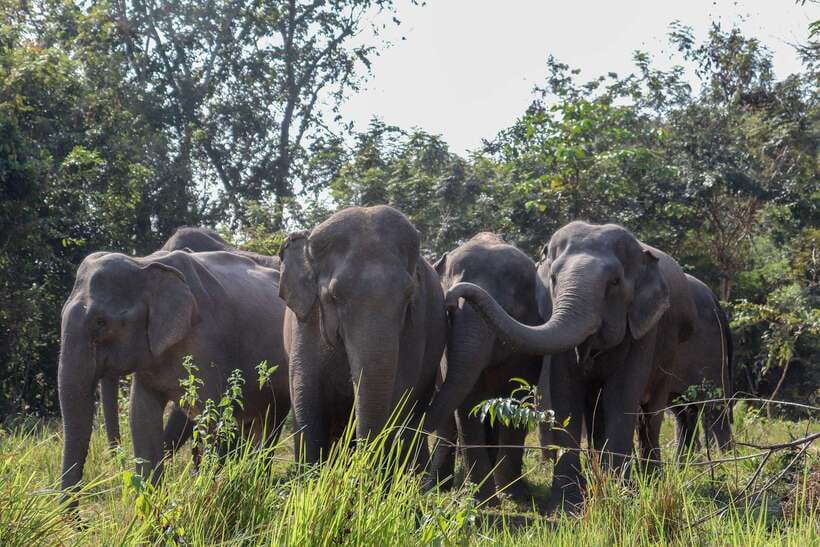 Siem Reap: Dine with Elephants, a Nature & Wildlife Journey - Key points about the elephant forest visit