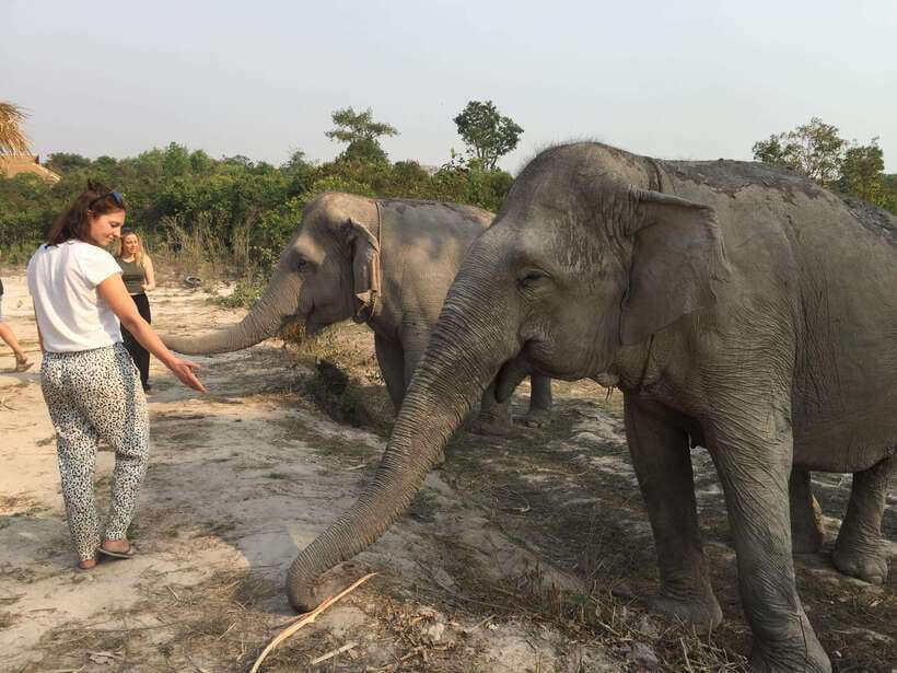 Siem Reap: Dine with Elephants, a Nature & Wildlife Journey - Why this encounter feels different from a temple elephant ride