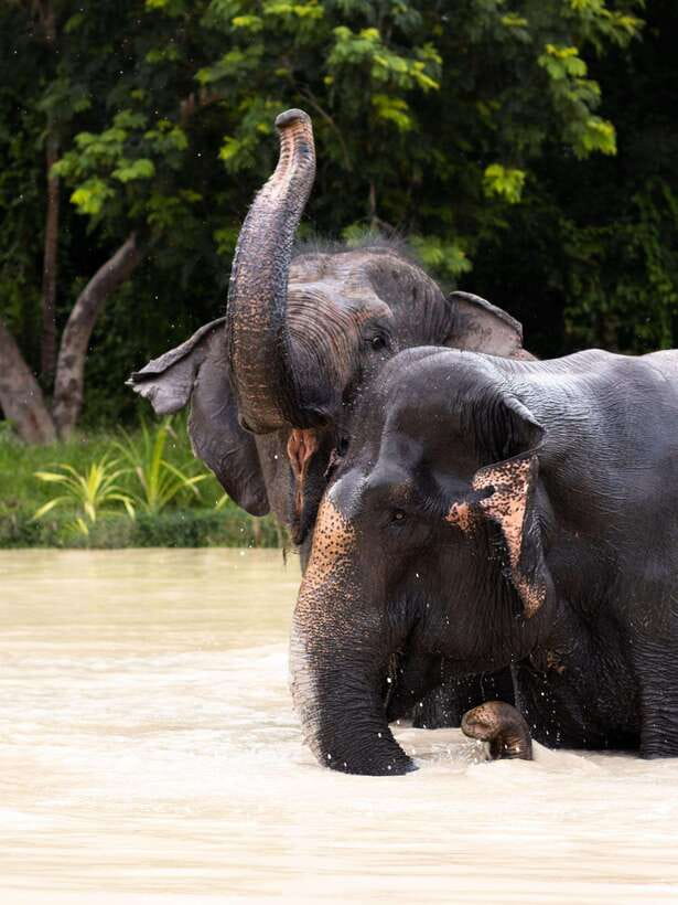 Siem Reap: Dine with Elephants, a Nature & Wildlife Journey - Feeding the elephants and learning their habits
