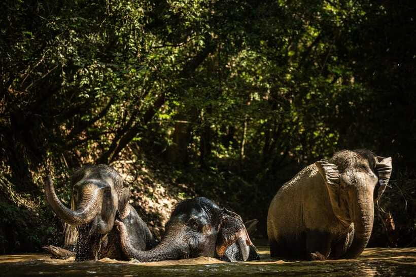 Siem Reap: Dine with Elephants, a Nature & Wildlife Journey - The forest picnic beside the elephants