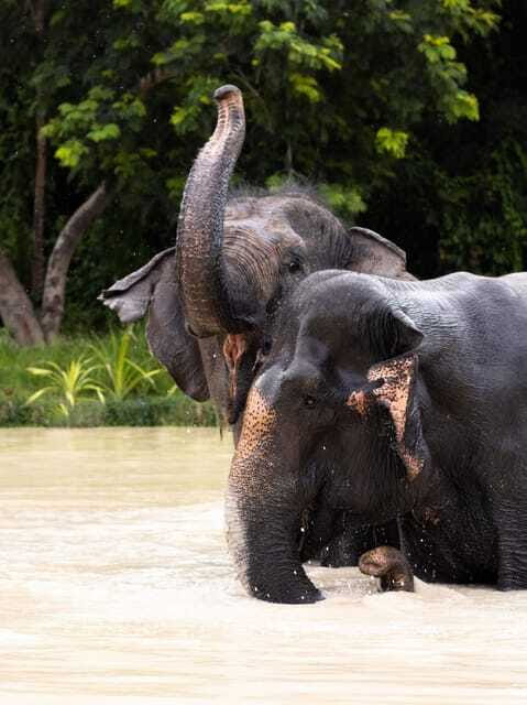 Siem Reap: Dine with Elephants, a Nature & Wildlife Journey - How much value do you get for $145?