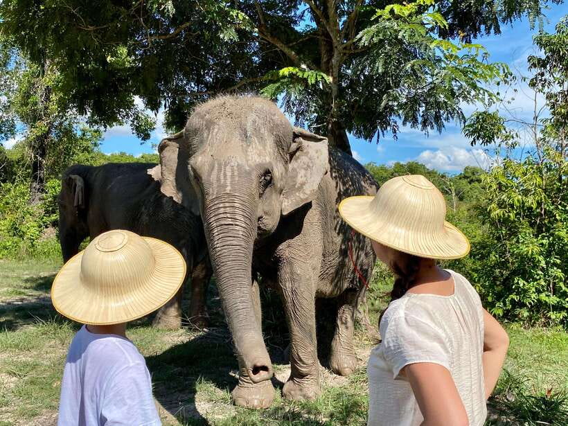 Siem Reap: Dine with Elephants, a Nature & Wildlife Journey - Who should book this Siem Reap nature outing?