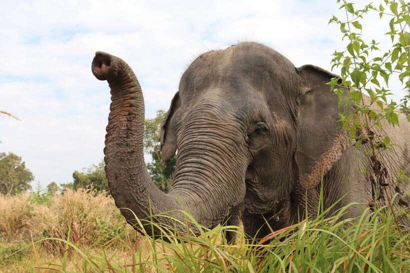 Siem Reap: Dine with Elephants, a Nature & Wildlife Journey - Booking flexibility and simple preparation