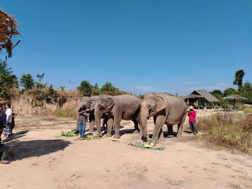 Siem Reap: Elephants & Apopo Rat Demining Private Trip - Why this Siem Reap pairing works so well