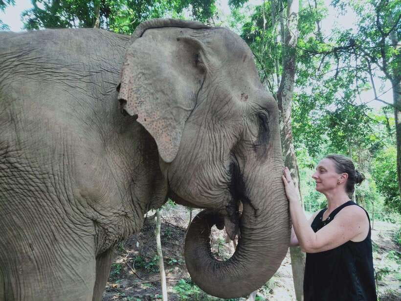 Siem Reap: Elephants & Apopo Rat Demining Private Trip - Meeting the elephants at the sanctuary