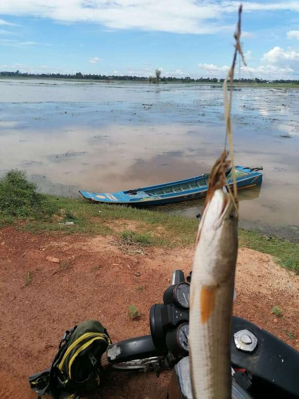 Siem Reap: Fishing in the rice fields, in the villages of Siem Reap - What happens when a snakehead takes the bait