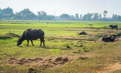 Guided Countryside Bike Tour