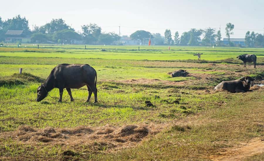 Siem Reap: Guided Countryside Bike Tour - Rice fields and the working countryside