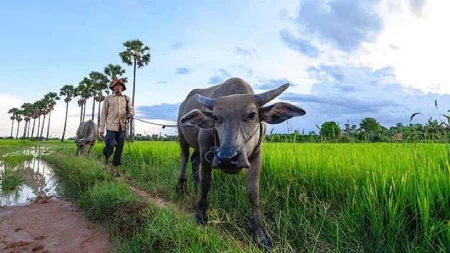 Siem Reap: Guided Countryside Sunset Tour by Jeep - Who will enjoy this jeep tour most