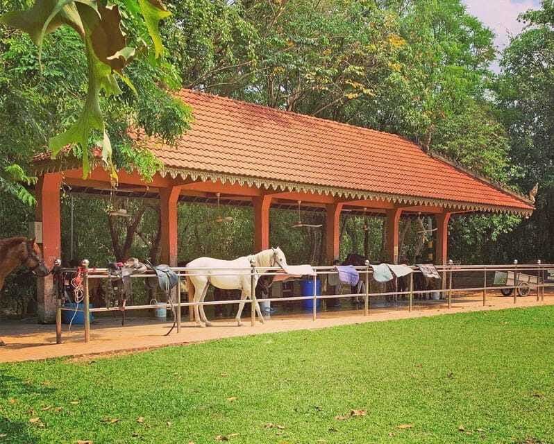 Siem Reap Happy Horse Riding Free Pick-up & Drop-off - Green rice fields, village roads, and a golden pagoda