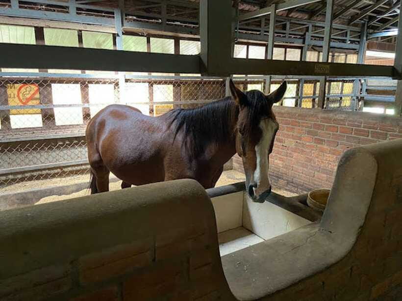 Siem Reap Happy Horse Riding Free Pick-up & Drop-off - Who will enjoy this most