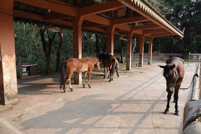 Siem Reap Happy Horse Riding Free Pick-up & Drop-off - Practical details that affect your day