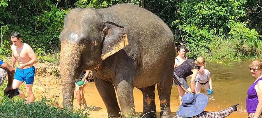 Siem Reap: Kulen Elephant Forest Guided Tour - Who will enjoy this eight-hour outing?