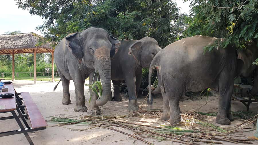 Siem Reap: Kulen Elephant Forest Guided Tour - Leaving Siem Reap for Kulen Elephant Forest