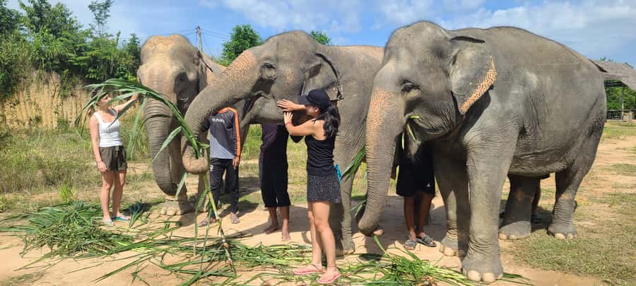 Siem Reap: Kulen Elephant Forest Guided Tour - Watching elephants behave like elephants