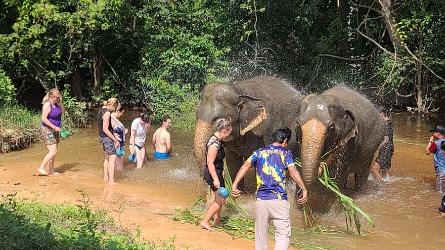Siem Reap: Kulen Elephant Forest Guided Tour - Walking through the Cambodian forest