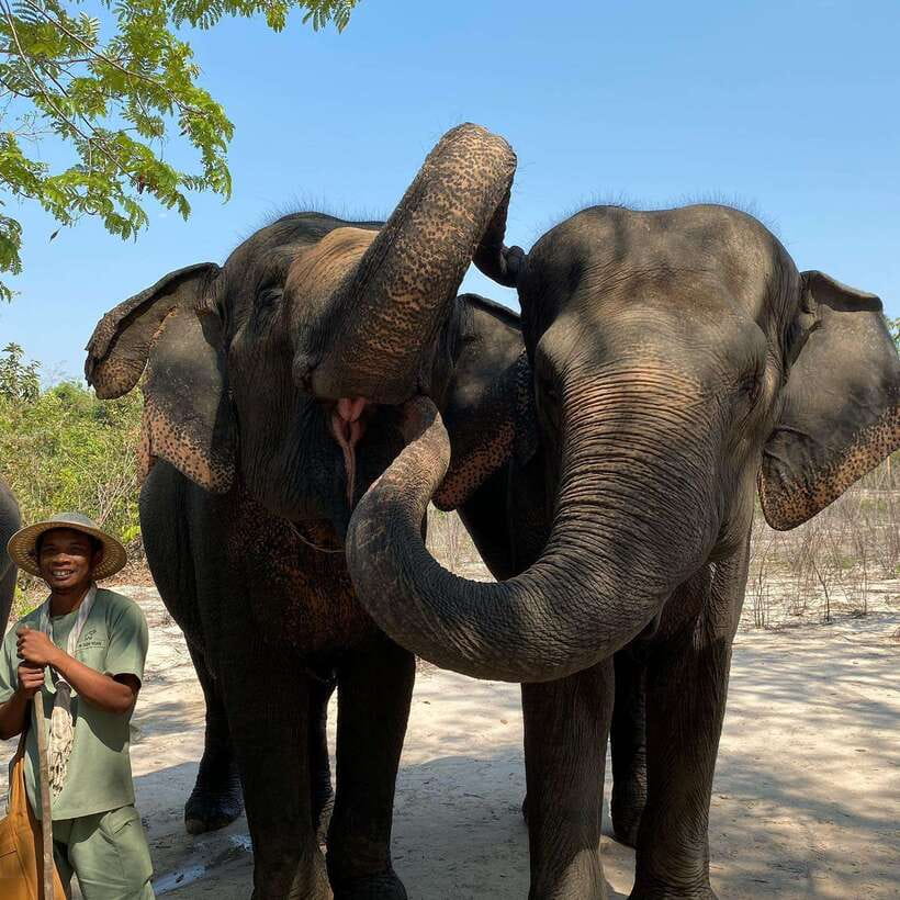 Siem Reap: Kulen Elephant Forest & Tonlesap Lake - Meeting the elephants at the sanctuary
