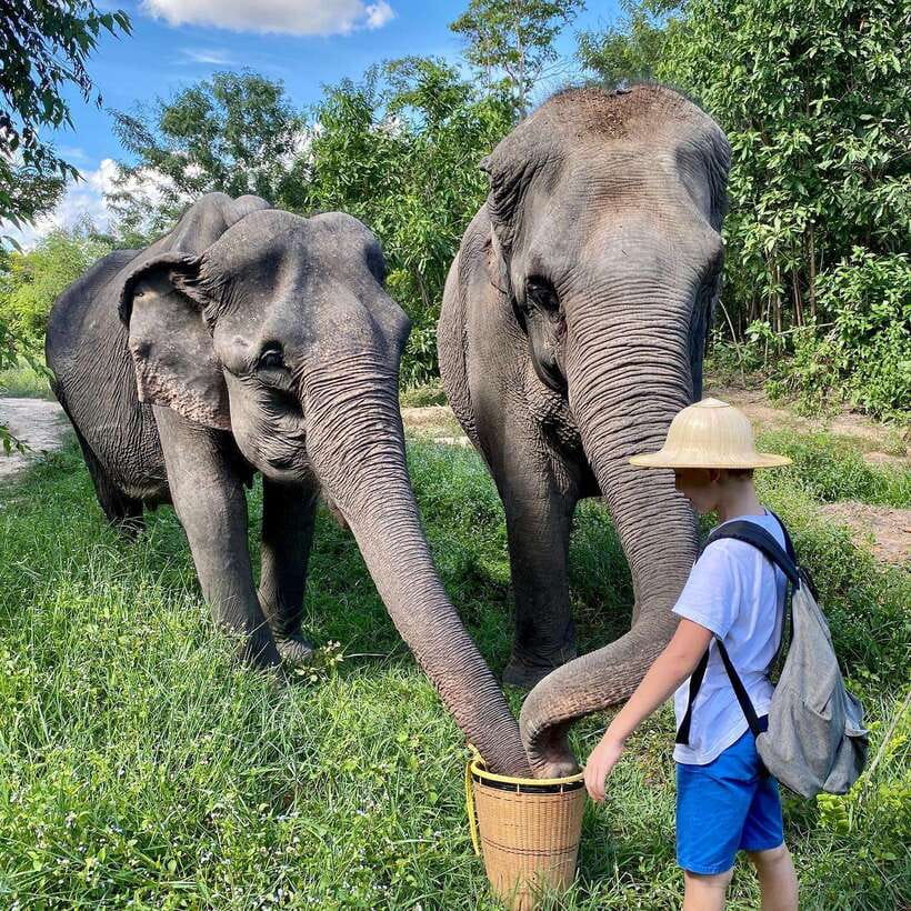 Siem Reap: Kulen Elephant Forest & Tonlesap Lake - What makes Kulen Elephant Forest worth the cost