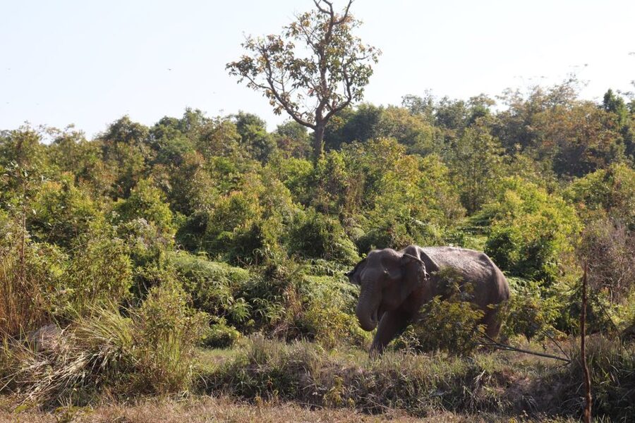 Siem Reap: Kulen Elephant Forest & Tonlesap Lake - Kompong Phluk and the Tonle Sap water world