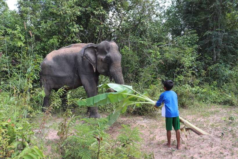 Siem Reap: Kulen Elephant Forest & Tonlesap Lake - The flooded forest canoe ride