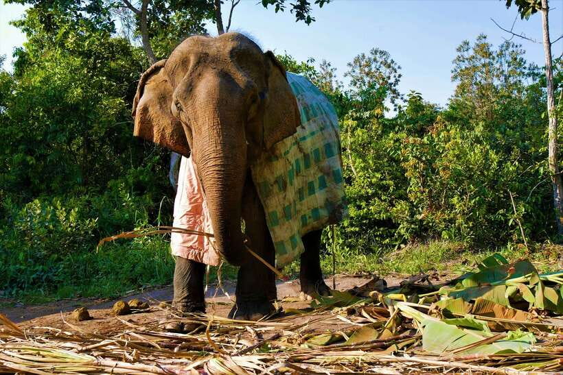 Siem Reap: Kulen Elephant Forest & Tonlesap Lake - Food, clothing, and practical preparation