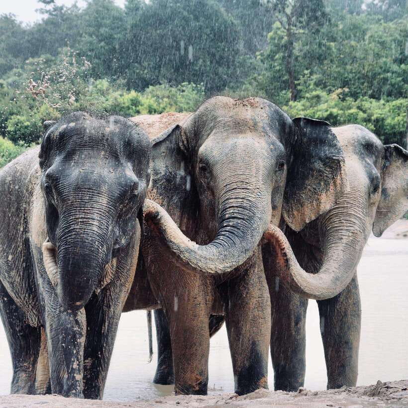 Siem Reap: Kulen Elephant Forest & Tonlesap Lake - The drive from Siem Reap to Kulen Elephant Forest