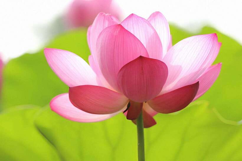 Siem Reap Lotus Silk Farm Discovery tour & Lake experience - Quick take: what makes this outing worthwhile