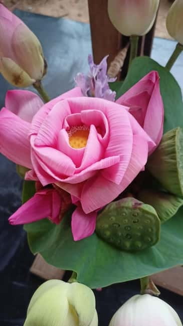 Siem Reap: Lotus Silk Farm- Tour, Lake & Masterclass - Why this lotus farm visit feels different