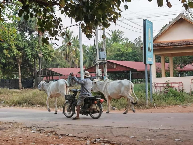 Siem Reap: Monk Blessings and Village Life Scooter Tour - What the $50 price really covers
