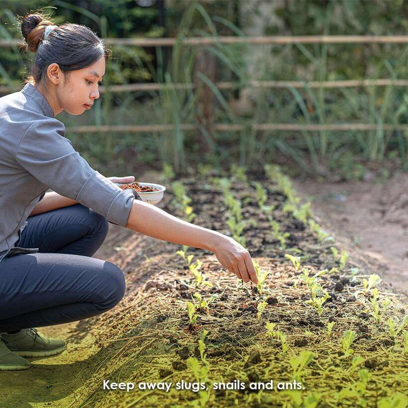 Siem Reap Morning Culinary and Culture Adventure - Three breakfasts, one useful introduction to Khmer food