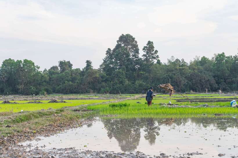 Siem Reap: Off-Road Ride Haft Day Tour - The rice fields at sunset
