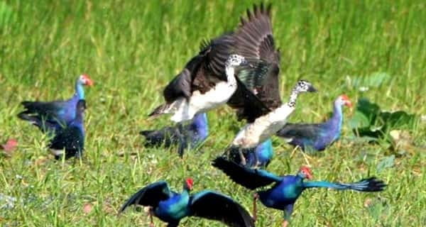 Siem Reap: Prek Toal Tonle Sap Biosphere Reserve Tour - Key points to know before booking