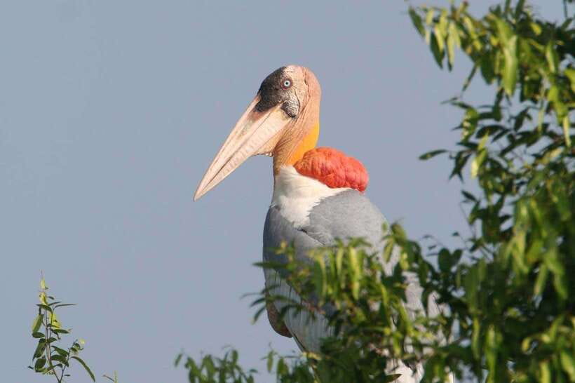 Siem Reap: Prek Toal Tonle Sap Biosphere Reserve Tour - Why Prek Toal is worth the long boat ride