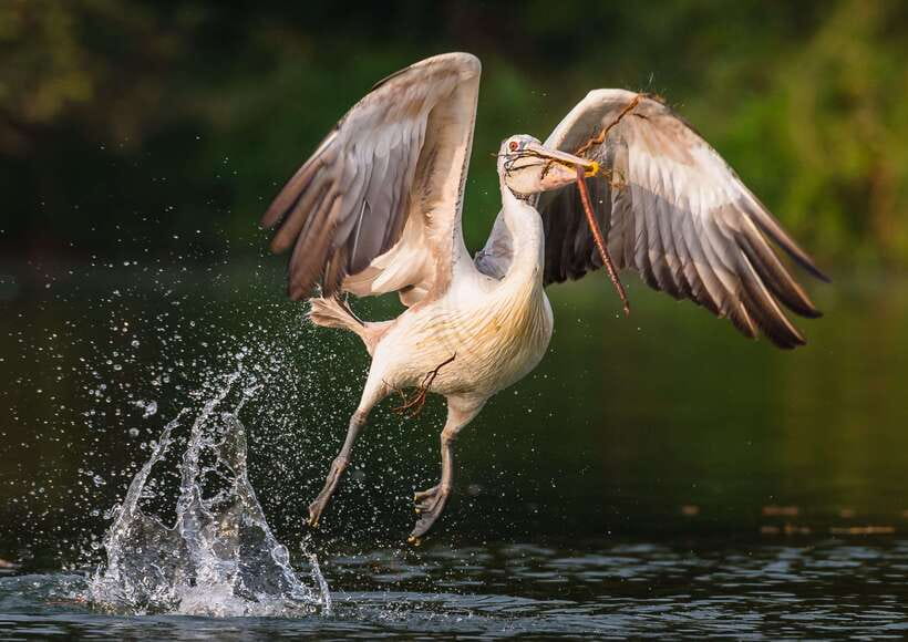 Siem Reap: Prek Toal Tonle Sap Biosphere Reserve Tour - Two to four hours among rare waterbirds