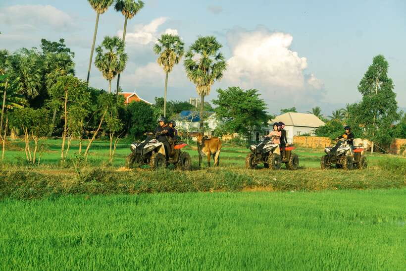 Siem Reap: Quad Bike Tour of Local Villages - Rice paddies and the search for water buffalo