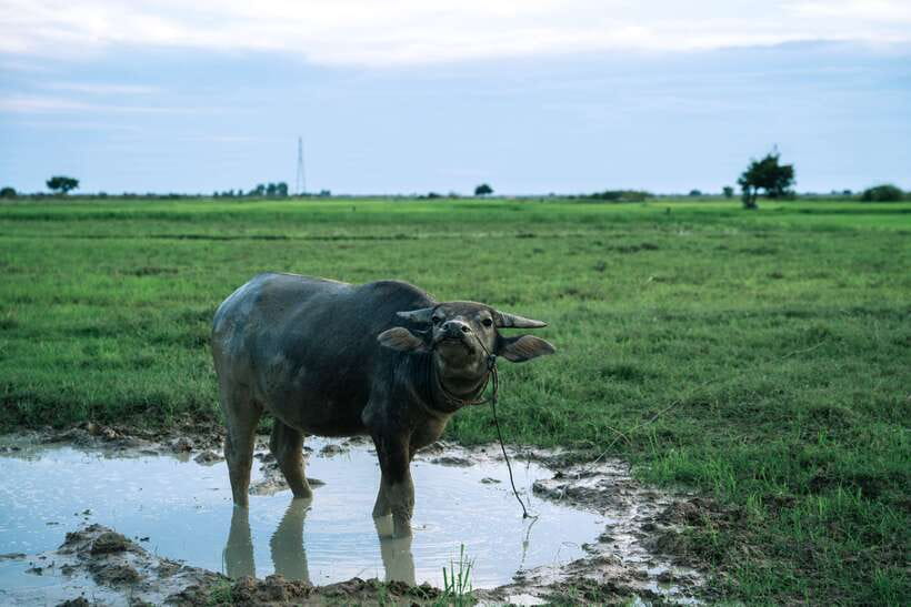 Siem Reap: Quad Bike Tour of Local Villages - Simple ways to prepare for the 1.5-hour tour