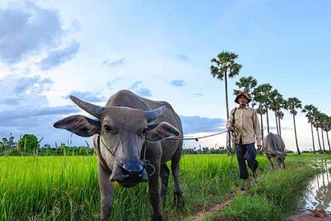 Siem Reap: Silk Farm & Countryside Offbeat Jeep Tour - Rolling past rice fields and village homes