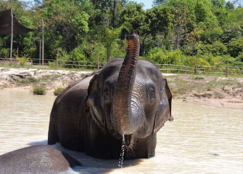 Siem Reap: Small Group Tour of Kulen Elephant Forest - Key points to know before you book