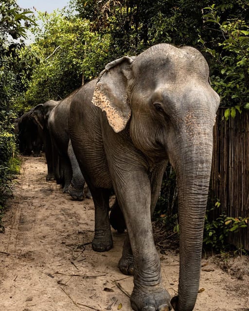 Siem Reap: Small Group Tour of Kulen Elephant Forest - Booking flexibility and practical details