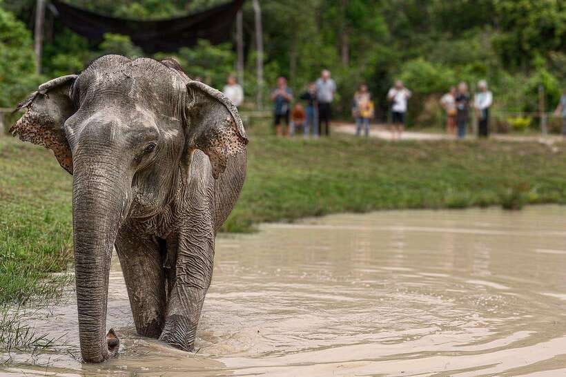 Siem Reap: Small Group Tour of Kulen Elephant Forest - What the $112 price really covers